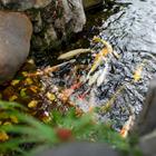 Alex Violet/Shutterstock.com