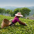 Nickolai Repnitskii/Shutterstock.com