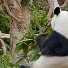 leungchopan/Shutterstock.com