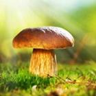 Subbotina Anna/stock.adobe.com
