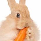 DenisNata/stock.adobe.com