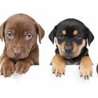 Michael Pettigrew/stock.adobe.com