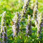 Natalia van D/Shutterstock.com