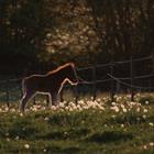 LGieger/Shutterstock.com