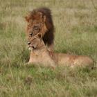 Rocchas/Shutterstock.com