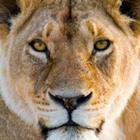 GUDKOV ANDREY/Shutterstock.com