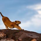 Maggy Meyer/Shutterstock.com