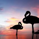 Gwoeii/Shutterstock.com