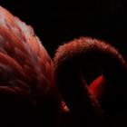 Gonzalo de Miceu/Shutterstock.com