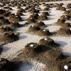 Antony R/Shutterstock.com