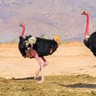 Sergei25/Shutterstock.com