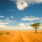 Piotr Gatlik/Shutterstock.com