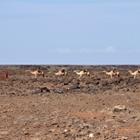 hecke61/Shutterstock.com