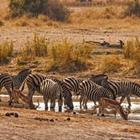 Kobus Peche/Shutterstock.com