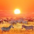 Delbars/Shutterstock.com