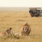 Ana Gram/Shutterstock.com