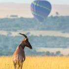 GUDKOV ANDREY/Shutterstock.com