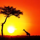 Jane Rix/Shutterstock.com