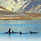 Ondrej Prosicky/Shutterstock.com