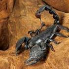 scorpsnakes/stock.adobe.com