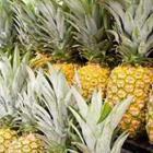 Santiago Cornejo/stock.adobe.com