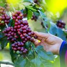 nattanan726/Shutterstock.com
