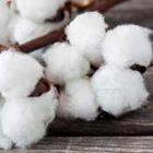 PhotoSG/stock.adobe.com