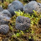 Sahan Nuhoglu/Shutterstock.com