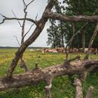 Miroslav Posavec/Shutterstock.com