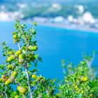 Sodel Vladyslav/Shutterstock.com