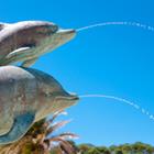 Pablo Debat/Shutterstock.com