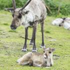 V. Belov/Shutterstock.com