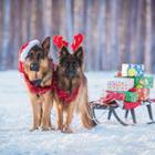 Grigorita Ko/Shutterstock.com