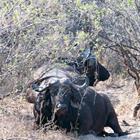 Roger de Montfort/Shutterstock.com