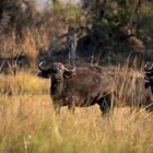 Lucas T. Jahn/Shutterstock.com