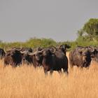 Marcel Brekelmans/Shutterstock.com