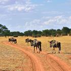 Oleg Znamenskiy/Shutterstock.com