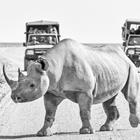 Grobler du Preez/Shutterstock.com