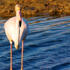 Yulia Lakeienko/Shutterstock.com