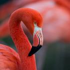 Mrinal Pal/Shutterstock.com