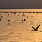 Txanbelin/Shutterstock.com