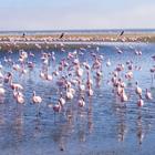 Magdalena Paluchowska/Shutterstock.com