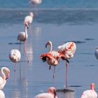 Gunter Nuyts/Shutterstock.com