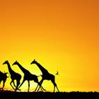 Dmitry Pichugin/Shutterstock.com