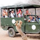 Anya Newrcha/Shutterstock.com