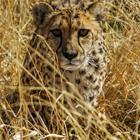 Jan-Dirk Hansen/Shutterstock.com