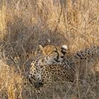 WilcoUK/Shutterstock.com