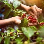 Somchai_Stock/Shutterstock.com