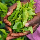 bozulek/Shutterstock.com