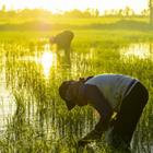 neenawat khenyothaa/Shutterstock.com